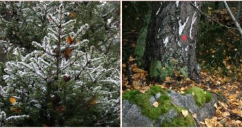 Uskaltaisitko yöpyä Vaskiluodon lähimetsässä Halukkaat voivat jäädä kanssamme metsään yöksi (tähän on kysytty lupa kaupungilta).
