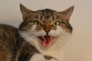 Kissa istuu, katsoo kameraan