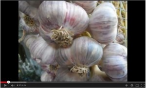 Jalkapallokenttä, jonka toisella puolella on viljelykasveja