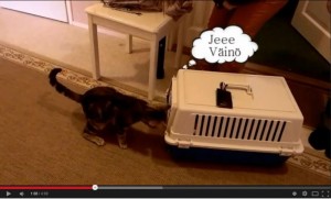 Kissa Konsta katsoo kameraan, taustalla huonekalut