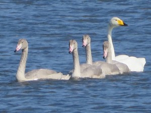 Sundomin joutsenet uivat tyynessä vedessä Vaasan maisemissa