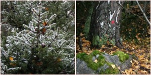 Vaskiluodon metsäpolku, jossa puut ja kasvillisuus luovat tiheän tunnelman