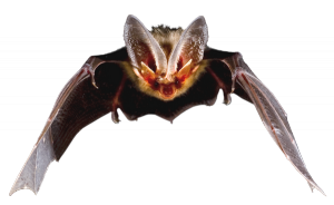 Lähikuva lepakosta, joka roikkuu ylösalaisin