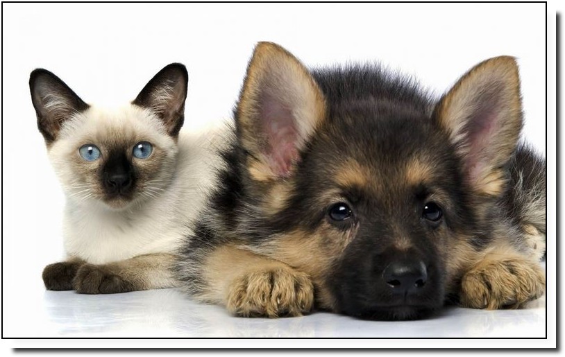 Kissa ja koira kävelevät kytkettyinä metsäpolulla