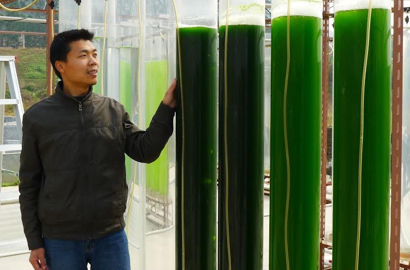 Liandong Zhu hymyilee laboratoriossa levänäytteiden edessä