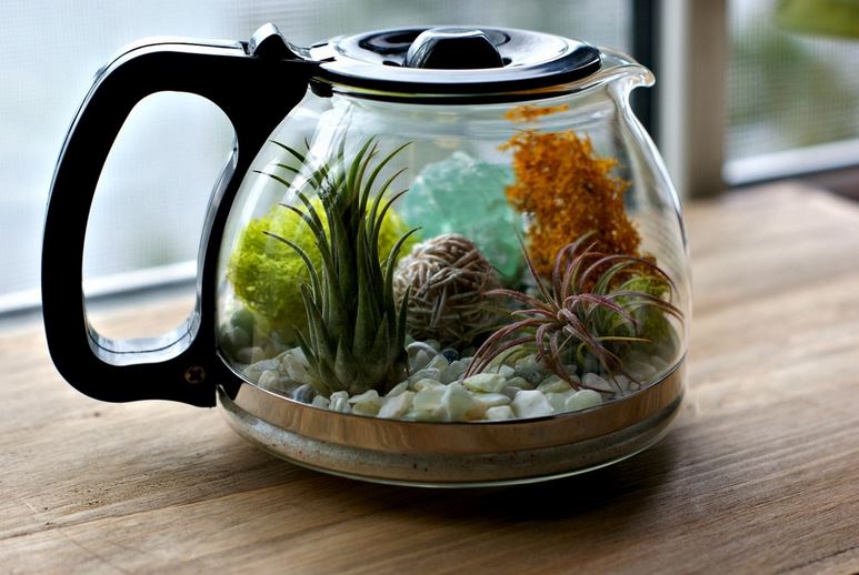 Terraario, jossa eksoottinen lemmikki elää vankeudessa