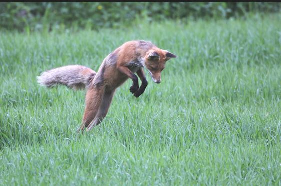 Täytetty kettu seisoo lasivitriinissä Pohjanmaan museossa