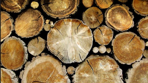 Pinottuja puunrunkoja metsässä, valmiina biotalouden käyttöön