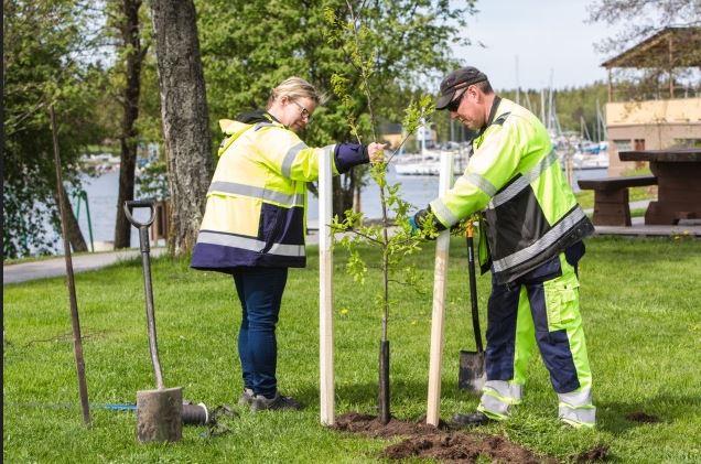 Jalopuiden istutusta Vaasassa Suomi 100 -juhlavuoden kunniaksi