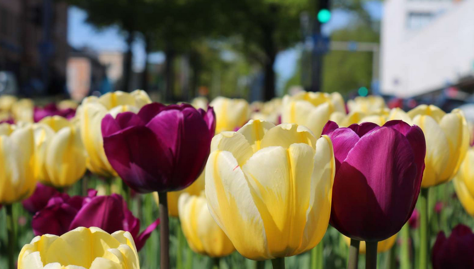 Vihreä puisto, jossa puita, pensaita ja nurmikkoa