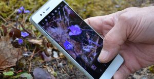 iNaturalist-sovelluksen käyttöliittymä, jossa näkyy tunnistettuja kasveja