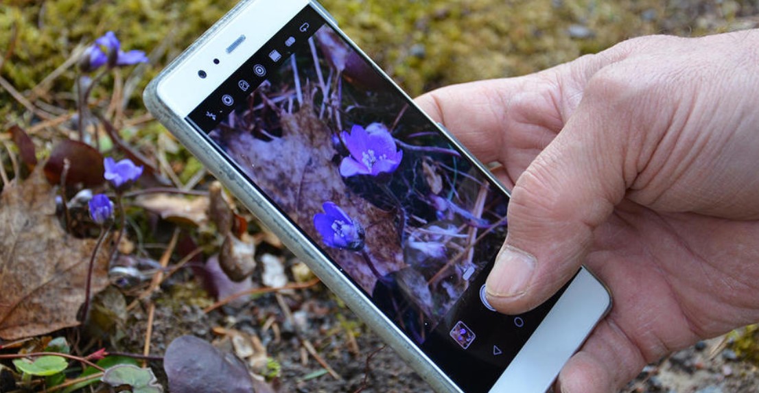 iNaturalist-sovelluksen käyttöliittymä, jossa näkyy tunnistettuja kasveja